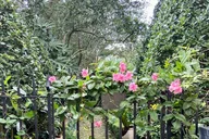 Charleston History and Horticultural Tour thumbnail 5