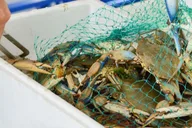 Hilton Head Island Crabbing Expedition Boat Tour thumbnail 3