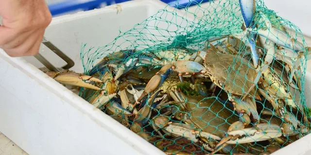 Hilton Head Island Crabbing Expedition Boat Tour - Image 3