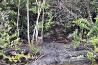 Miami Everglades Private Airboat Tour 4 hr thumbnail 5