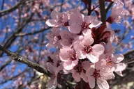 Washington D.C. Cherry Blossom Tour from Boston 3-Day thumbnail 2