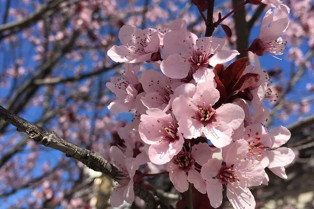 Washington D.C. Cherry Blossom Tour from Boston 3-Day - Image 2