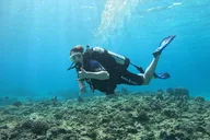 Oahu SCUBA Dive at Electric Beach thumbnail 1