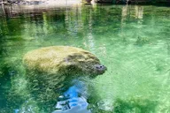 Silver Springs Glass Bottom Kayak Tour thumbnail 4
