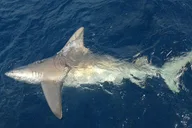 Fort Lauderdale Deep Sea Fishing Charter thumbnail 5