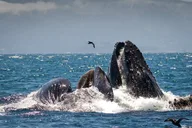 Monterey Whale Watching Tour 3 hr thumbnail 5