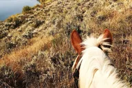 Jackson Hole Horseback Riding Adventure thumbnail 2