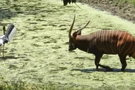 San Francisco Redwood Safari Adventure thumbnail 5