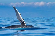 Oahu Whale and Dolphin Watch Boat Cruise 90 Min thumbnail 3