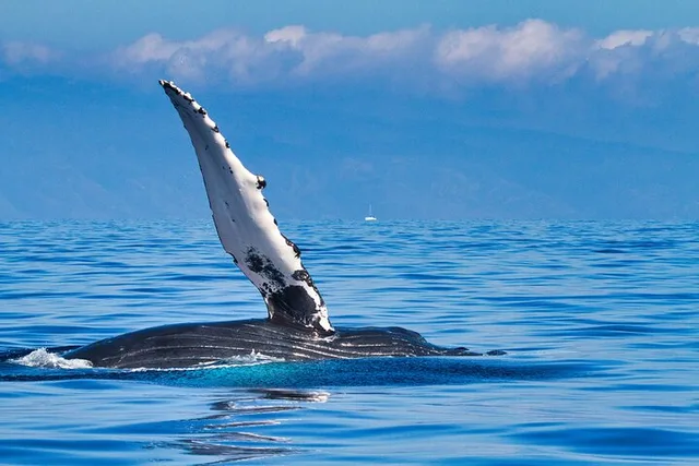 Oahu Whale and Dolphin Watch Boat Cruise 90 Min - Image 3
