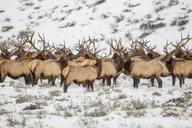 Grand Teton Winter Wildlife Tour thumbnail 2