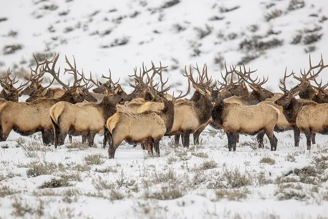 Grand Teton Winter Wildlife Tour - Image 2