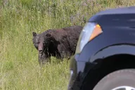 Yellowstone & Grand Teton Wildlife Tour 3-Day thumbnail 2