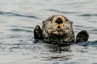 Sitka Marine Wildlife Tour thumbnail 3
