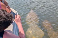 Cocoa Beach Dolphin and Manatee Eco Boat Tour thumbnail 2