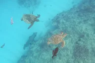 Oahu Turtle Snorkeling and Dole Plantation Tour thumbnail 3