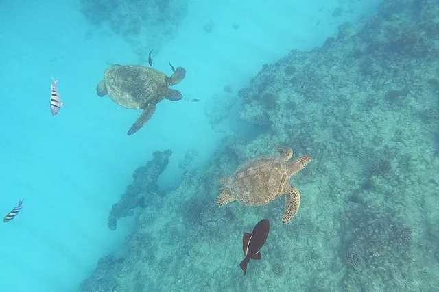 Oahu Turtle Snorkeling and Dole Plantation Tour - Image 3