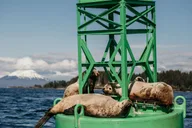 Sitka Marine Wildlife Tour thumbnail 4