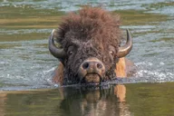 Yellowstone Highlights Tour thumbnail 5
