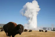 Yellowstone Guided Day Tour thumbnail 1