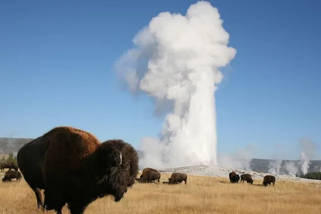 Yellowstone Guided Day Tour - Image 1