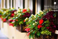 Charleston Historic Walking Tour thumbnail 5