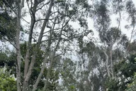 Santa Monica Hidden Stairways & Canyon Paths Tour thumbnail 4