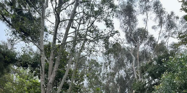 Santa Monica Hidden Stairways & Canyon Paths Tour - Image 4