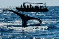 Kailua-Kona Dolphin Watching and Snorkel Tour thumbnail 4