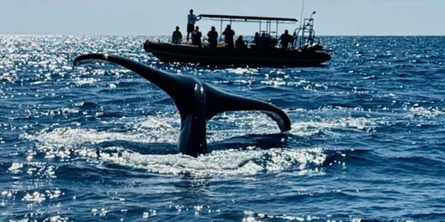 Kailua-Kona Dolphin Watching and Snorkel Tour - Image 4
