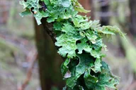 Sitka Alaskan Wilderness Trail Hike thumbnail 5