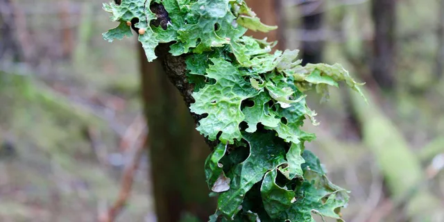 Sitka Alaskan Wilderness Trail Hike - Image 5