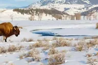 Jackson Yellowstone Snowmobile Tour thumbnail 4