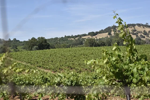 Placerville Wine Tasting Tour - Image 6