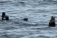 Sitka Wildlife and Whale Watching Tour for 6 thumbnail 3