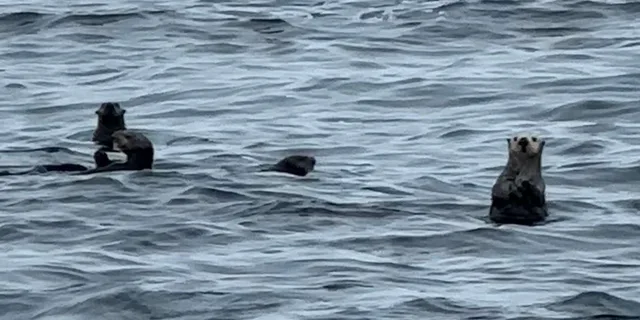 Sitka Wildlife and Whale Watching Tour for 6 - Image 3