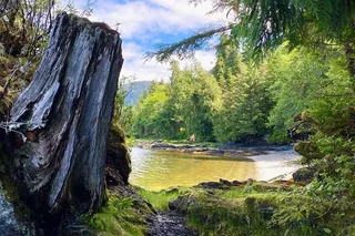Ketchikan Rainforest, Beach & Wildlife Walk 3 hr