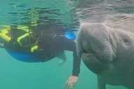 Crystal River Manatee Swim with Heated Boat 3 hr thumbnail 4