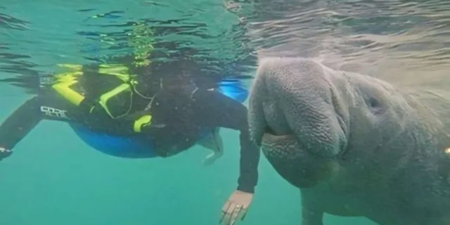 Crystal River Manatee Swim with Heated Boat 3 hr - Image 4
