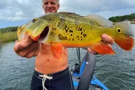Miami Peacock Bass Fishing Tour 4 hr thumbnail 3