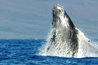 Maui Dolphin and Whale Watching Eco-Raft Tour 2 hr thumbnail 6