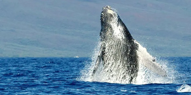 Maui Dolphin and Whale Watching Eco-Raft Tour 2 hr - Image 6