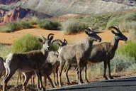 Las Vegas Valley of Fire Small Group Tour thumbnail 4