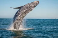 Ma'alaea Whale Watching Tour Aboard the Malolo thumbnail 1