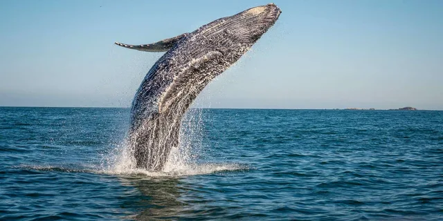Ma'alaea Whale Watching Tour Aboard the Malolo - Image 1
