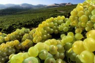 San Francisco Private Wine Tour to Guerneville thumbnail 4