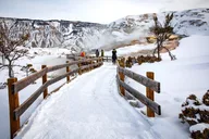 Yellowstone Winter Wildlife Safari thumbnail 2