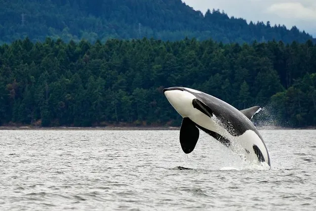 Juneau Whale Watching and Salmon Bake - Image 2