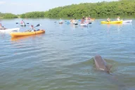 Cocoa Beach Kayaking Tour with Manatee and Dolphin thumbnail 5