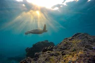 La Jolla Snorkeling Adventure thumbnail 3